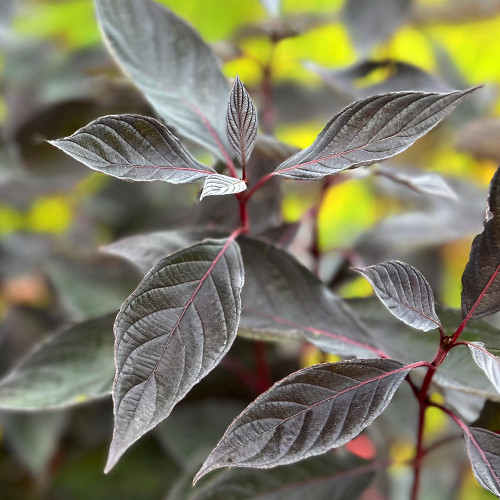 Cornus alba 'Nightfall'