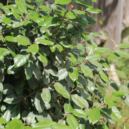 Elaeagnus × submacrophylla ‘Compacta'