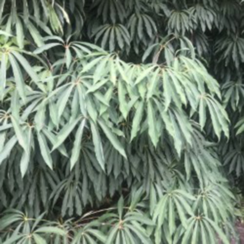 Heptapleurum taiwanianum