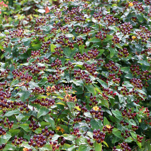 Hypericum x inodorum 'Magical Universe'
