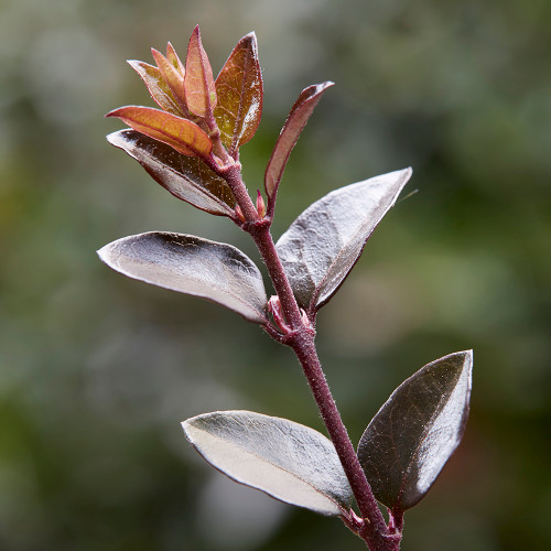 Lonicera nitida Garden Clouds 'Purple Storm'