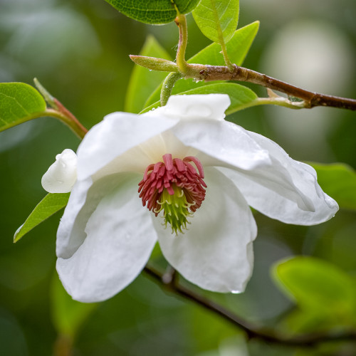 Magnolia x wieseneri 