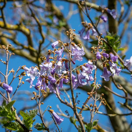 Paulownia kawakamii 'Sapphire'
