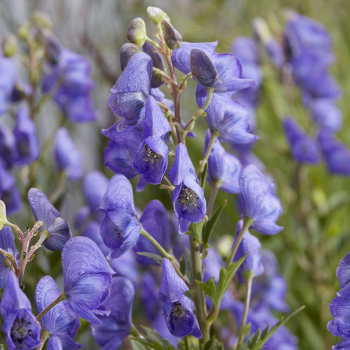 Aconitum carmichaelii 'Pershore Abbey'