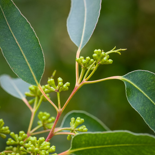 Eucalyptus gregsoniana