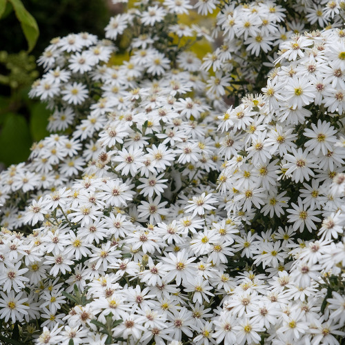 Buy Olearia phlogopappa 'Spring Bling' | Daisy Bush | Sarah Raven
