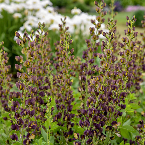 Baptisia 'Dark Chocolate' (Decadence Series)