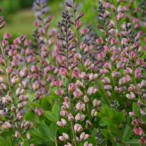 Baptisia 'Deluxe Pink Truffles' (Decandence Series)