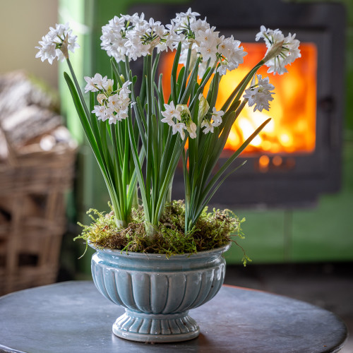 Paperwhites in an Ornate Ceramic Planter