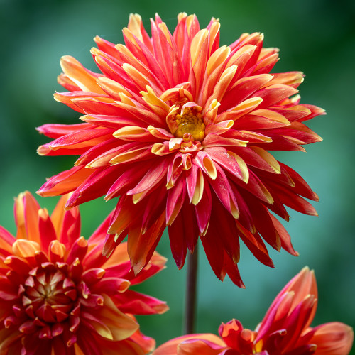 Dahlia 'Japlou'