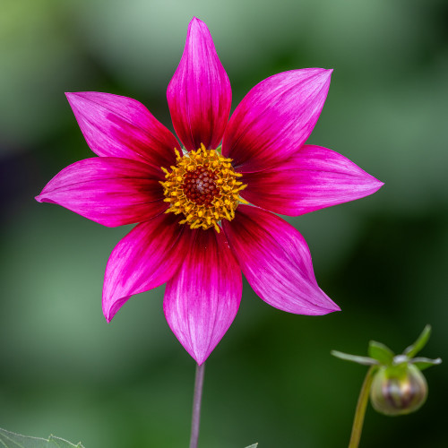 DAHLIAXページ Bio Dahlia 'Sandra' – Garden Plants Online