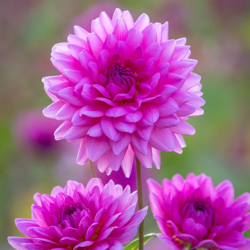 Dahlia 'Nashville'