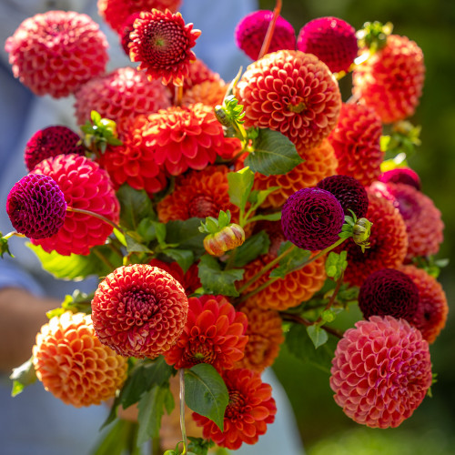 Butter Wakefield Dahlia Collection