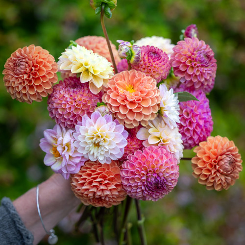Perfect PomPom Dahlia Collection