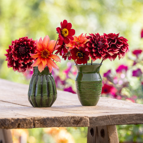 Vita Sackville West Dahlia Collection