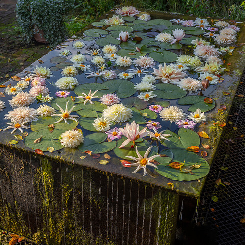 White Waterlily Dahlia Collection