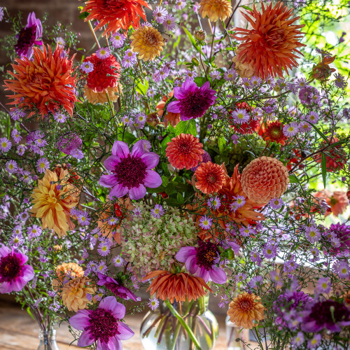 Bea's Dahlia Collection