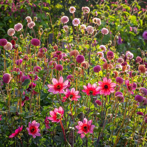 Dancing Border Dahlia Collection