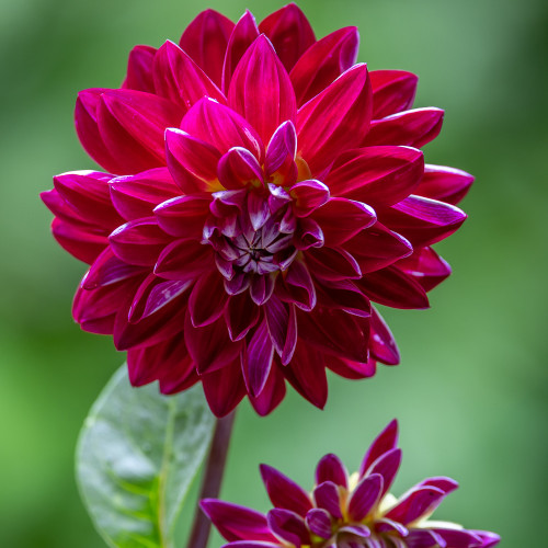 Dahlia 'Semino'