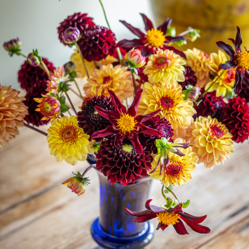 Silk Brocade Dahlia Collection