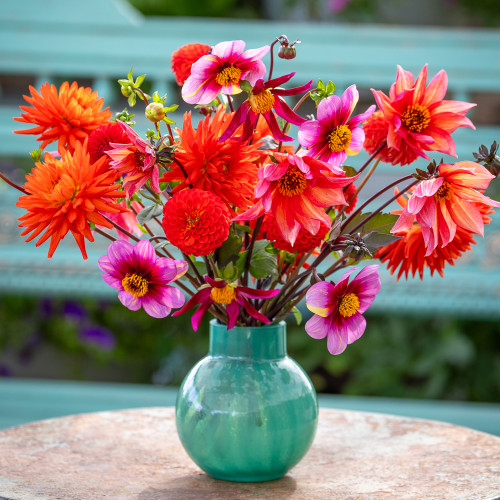 Charlotte's Summer Holiday Dahlia Collection