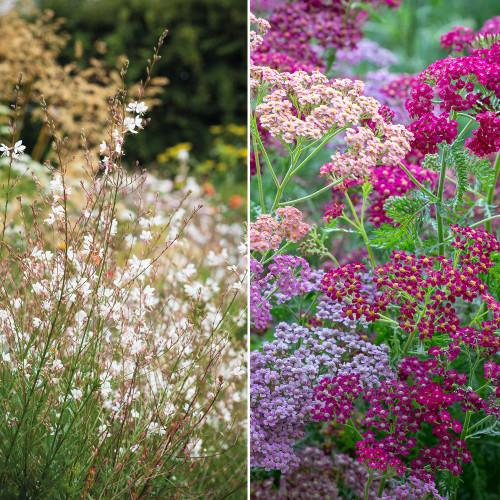 Floral Meadow Combination