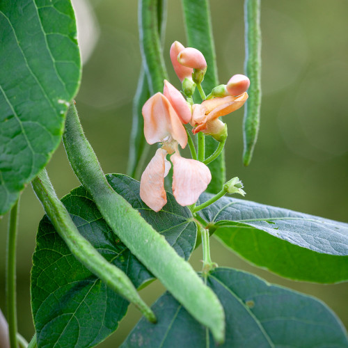 Runner Bean 'Sunset'