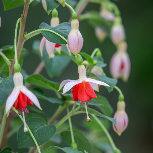Fuchsia 'Mandarin Cream'