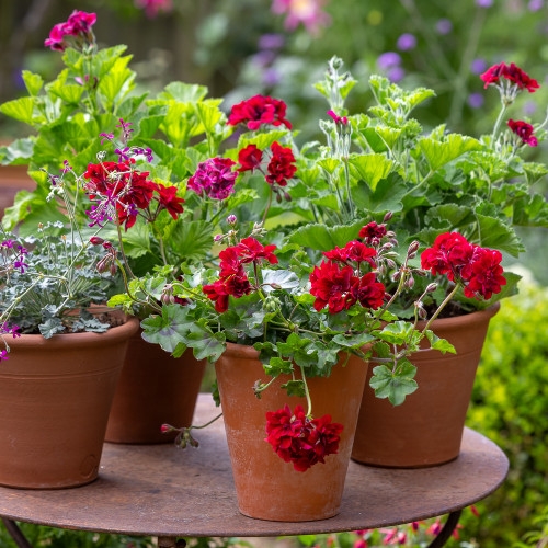 Flowers of Velvet Pelargonium Collection