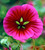 Malope trifida 'Vulcan'