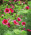 Malope trifida 'Vulcan'