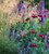 Papaver somniferum 'Dark Plum'