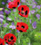 Papaver commutatum 'Ladybird'