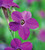 Nicotiana x sanderae 'Perfume Deep Purple' F1