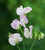 Clouds of Scent Sweet Pea Mix