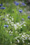 Gypsophila elegans 'Covent Garden'