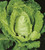 Cabbage (Savoy) 'Bloemendaalse Gele'