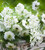 Mont Blanc Cut Flowers Collection