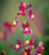 Linaria maroccana 'Licilia Red'