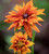 Rudbeckia x hirta hybrida 'Cherokee Sunset'