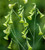 Nicotiana langsdorffii