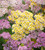 Achillea millefolium 'Summer Pastels'