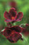 Pelargonium 'Lord Bute'