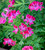 Pelargonium 'Lara Starshine' (Scented)