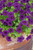 Calibrachoa 'Cabaret Deep Blue'