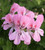 Scented Pelargonium Collection