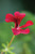 Balcony Pelargonium Collection