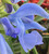 Salvia patens 'Beyond Blue'