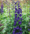 Delphinium Border Collection