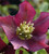 Helleborus orientalis 'Pretty Ellen Red'